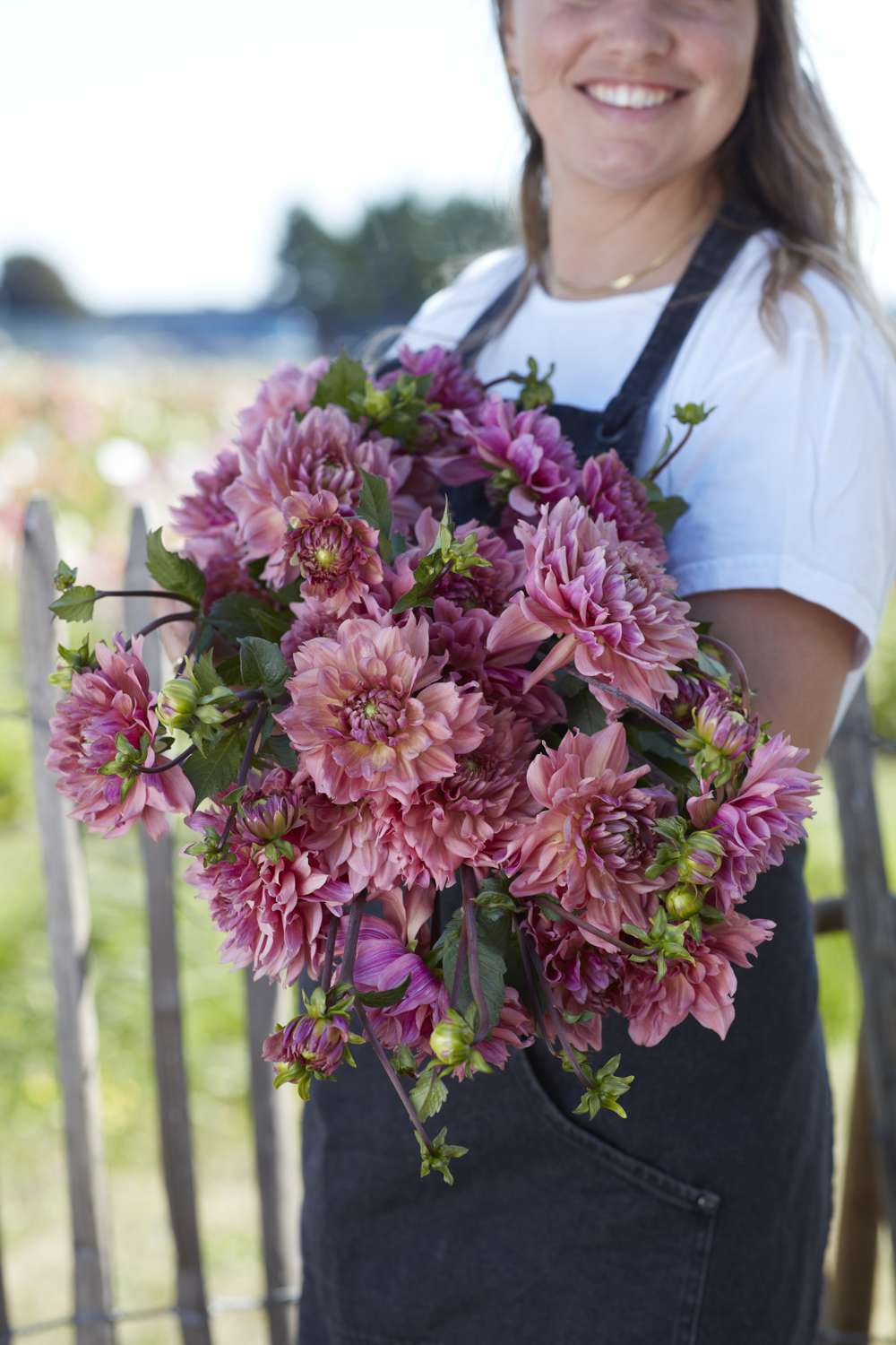 Dahlia 'La Belle Epoque'